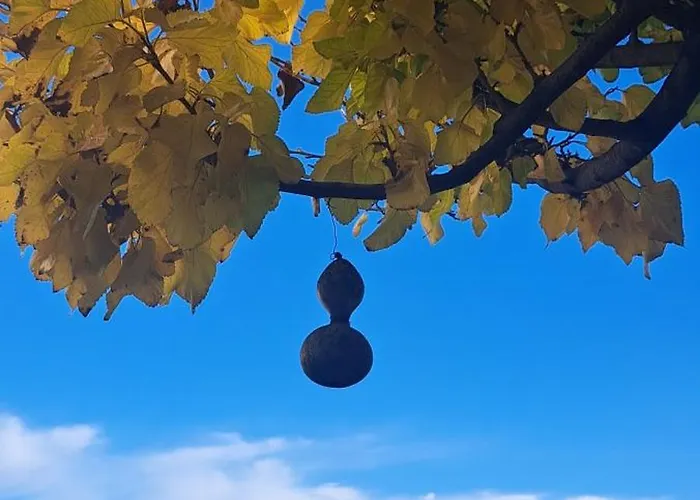 Iris Linamare Kivérion